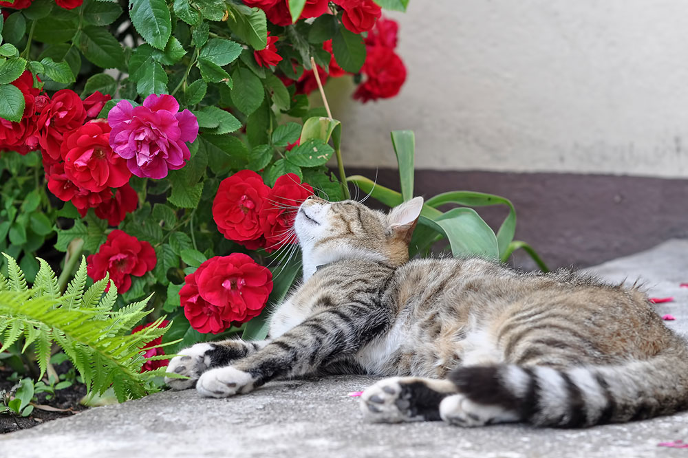 4 Most Toxic Plants for Cats