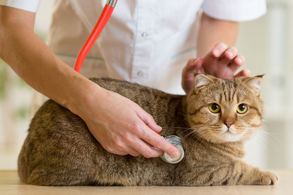 5 Symptoms of Feline Diabetes