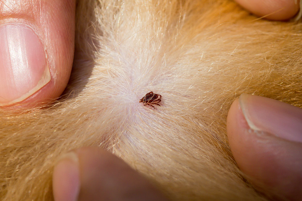 3 Natural Remedies for Removing Fleas and Ticks