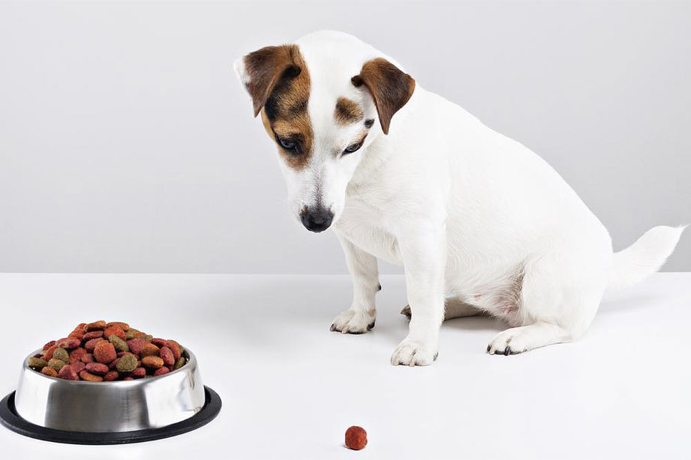 3 Prevalent Causes of Food Allergies in Dogs